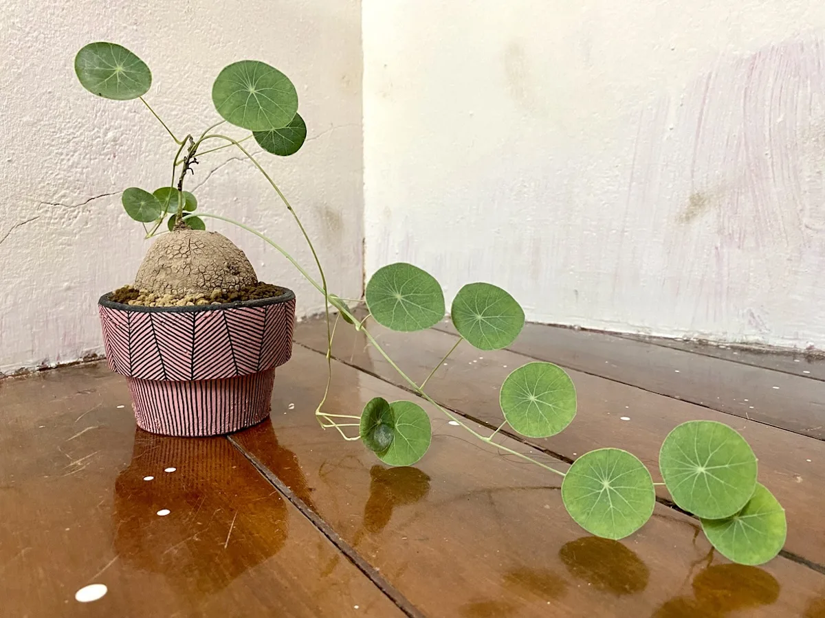 stephania erecta 1 jpg