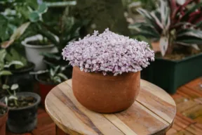 Come coltivare e curare la Callisia Repens, la Vite della tartaruga