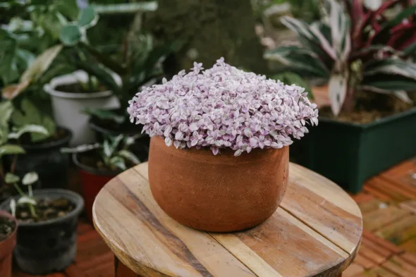Come coltivare e curare la Callisia Repens, la Vite della tartaruga