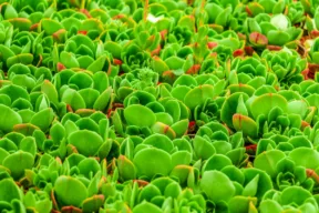 greenovia dodrantalis
