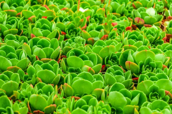 greenovia dodrantalis