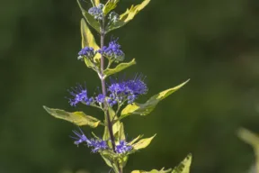 Caryopteris