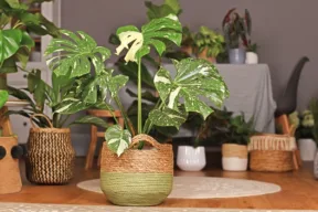 monstera thai constellation