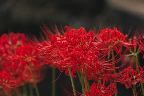 giglio ragno rosso