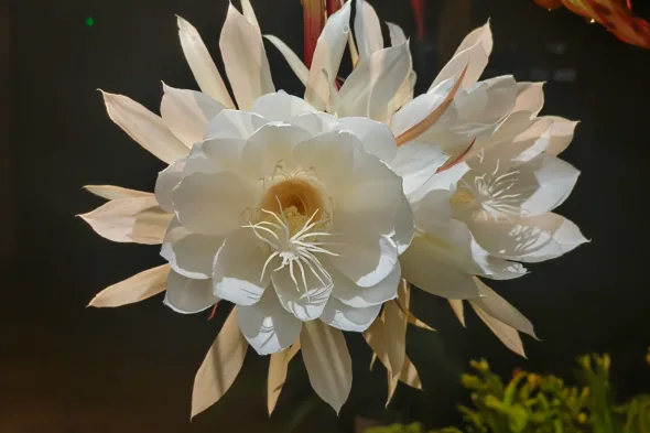 Coomw Homw Regina della notte, come curare l’Epiphyllum oxypetalum